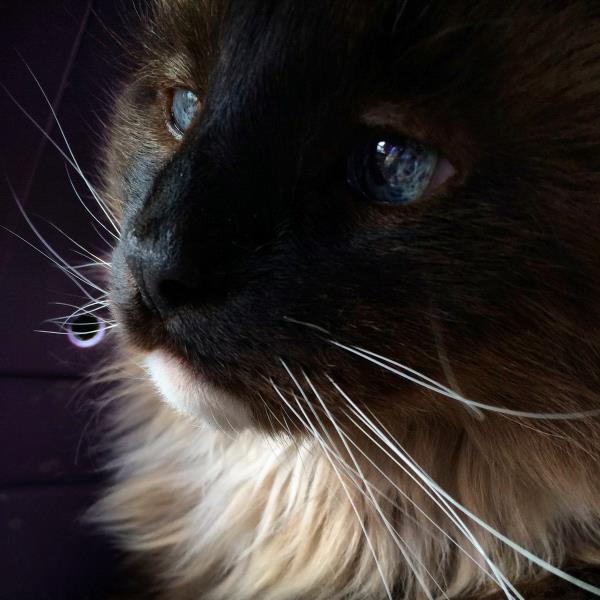 /Images/uploads/Humane Society of Utah/HSUCalendar/entries/664thumb.jpg